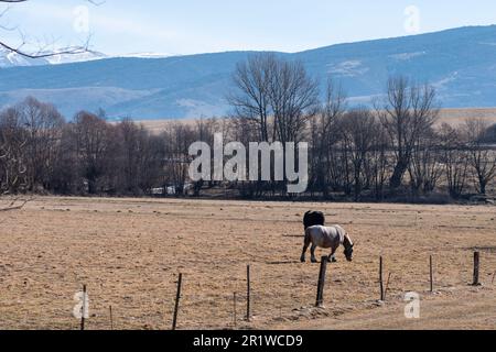 Einige Pferde weiden auf einem braunen Feld in der Berglandschaft der Pyrenäen Stockfoto