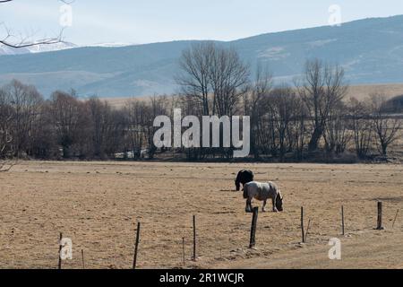 Einige Pferde weiden auf einem braunen Feld in der Berglandschaft der Pyrenäen Stockfoto