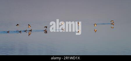 Eine Schar von Wilsons Zehengliedern (Phalaropus Tricolor) fliegen und schwimmen in einem Sumpf in North Dakota. Stockfoto