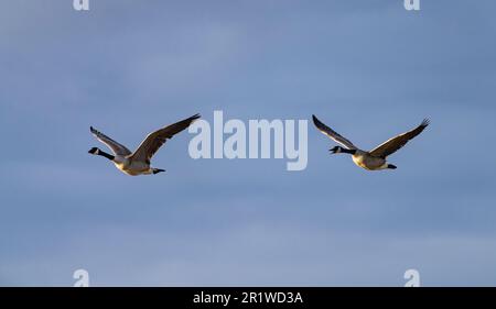 Zwei Kanadische Gänse (Branta canadensis) fliegen über ein Sumpfgebiet in North Dakota. Stockfoto
