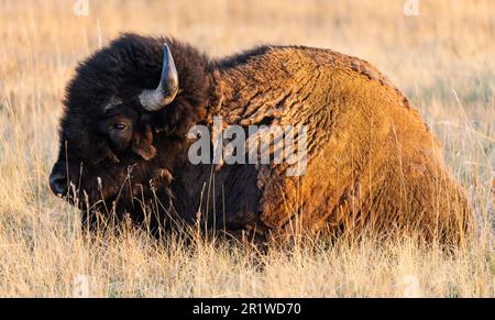 Ein amerikanischer Bison (Bison Bison), der sich in der nördlichen Einheit des Theodore Roosevelt National Park in North Dakota im Gras entspannen kann. Stockfoto