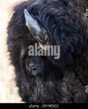 Der Kopf eines Bisons aus nächster Nähe befindet sich in der North Unit im Theodore Roosevelt National Park in North Dakota. Stockfoto