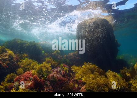 Boulder unter der Wasseroberfläche mit Algen auf dem Meeresboden, natürliche Unterwasserlandschaft im Atlantik im flachen Wasser, Spanien, Galicien Stockfoto