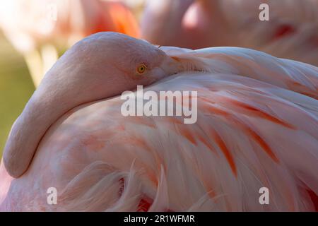 Der chilenische Flamingo steckt einen großen Schnabel in das rosa Gefieder, bevor er im Reid Park Zoo in Tucson schläft Stockfoto