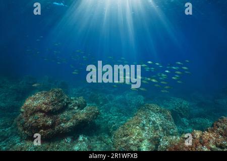 Unterwasserlandschaft des Mittelmeers, Sonnenlicht mit einer Fischschwärme und felsigem Meeresboden, Spanien, Costa Brava, Katalonien Stockfoto