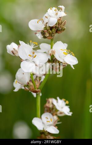 Nahaufnahme einer blühenden Libertia Grandiflora Stockfoto