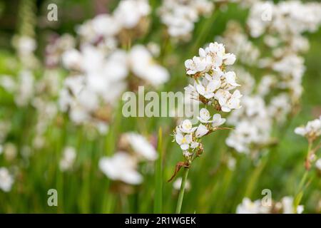 Nahaufnahme einer blühenden Libertia Grandiflora Stockfoto