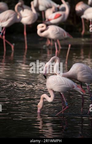 Greater Flamingos in Captivity, Norfolk, Vereinigtes Königreich. Der große Flamingo (Phoenicopterus roseus) ist die am weitesten verbreitete und größte Art von T. Stockfoto
