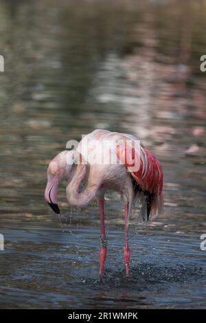 Greater Flamingo Wash and Preening in Captivity, Norfolk, Vereinigtes Königreich. Der große Flamingo (Phoenicopterus roseus) ist der am weitesten verbreitete und Stockfoto