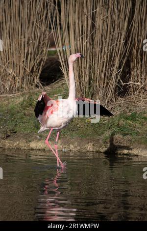 Großflamingo in Gefangenschaft, Norfolk, Vereinigtes Königreich. Der große Flamingo (Phoenicopterus roseus) ist die am weitesten verbreitete und größte Art der Stockfoto