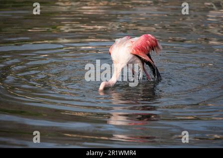 Großflamingo in Gefangenschaft, Norfolk, Vereinigtes Königreich. Der große Flamingo (Phoenicopterus roseus) ist die am weitesten verbreitete und größte Art der Stockfoto