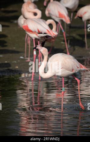 Greater Flamingos in Captivity, Norfolk, Vereinigtes Königreich. Der große Flamingo (Phoenicopterus roseus) ist die am weitesten verbreitete und größte Art von Th Stockfoto