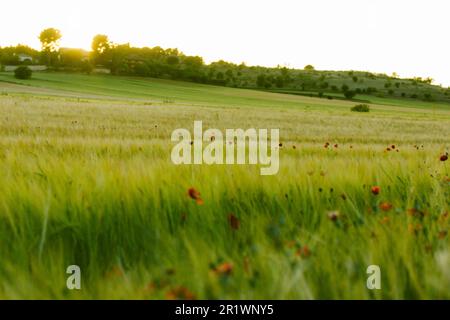 Wunderschöne Tapete mit rotem Mohn, der auf einer grünen Wiese wächst, Weizenfeld im Frühling. Wildes Gras und Ohren, Blumen, die im Wind schweben. Die Energie von Stockfoto