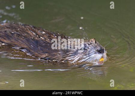 Bisamratte (Ondatra zibethicus) Schwimmen in einem Fluss Stockfoto