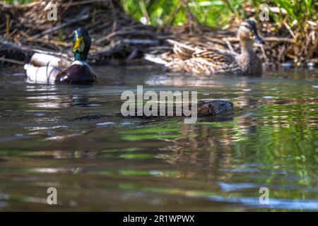 Bisamratte (Ondatra zibethicus) Schwimmen in einem Fluss vor einem Paar Stockenten Stockfoto