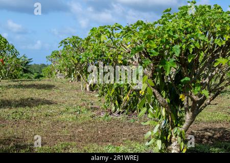 Königreich Tonga, Neiafu. Vanille-Plantage. Stockfoto