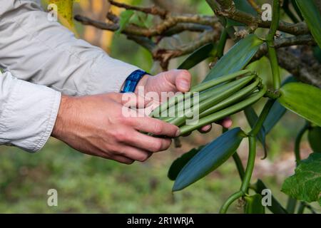 Königreich Tonga, Neiafu. Vanilleplantage, Vinalla-Schoten auf Reben. Stockfoto