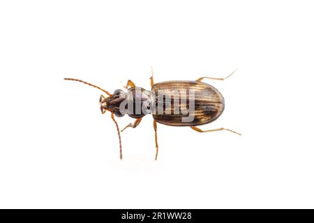 Gemahlener Käfer (Bembidion sp.), isoliert auf weißem Hintergrund Stockfoto