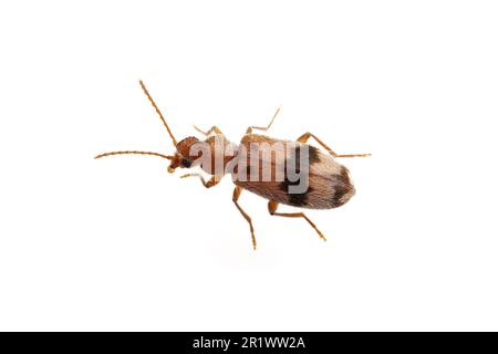 Monoceros-Käfer (Notoxus calcaratus), isoliert auf weißem Hintergrund. Stockfoto