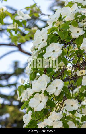 Cornus florida, der blühende Hundehölz, ist eine blühende Baumart aus der Familie der Cornaceae, die im Osten Nordamerikas und im Norden Mexikos beheimatet ist. Stockfoto