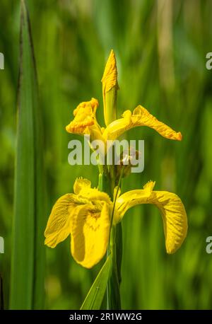 Iris pseudacorus oder auch Gelbe Flagge, gelbe Iris oder Wasserflagge genannt, die in der Nähe eines Sees in England, Großbritannien, wächst Stockfoto