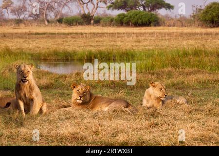 Drei junge Löwenbrüder (Panthera leo), die noch immer ihre Mähne anbauen, entspannen Sie sich neben einem Wasserloch in Botsuana. Stockfoto