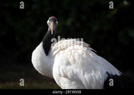 Der Rotkranich (Grus japonensis), auch Mandschurenkranich oder japanischer Kran genannt, ist ein großer ostasiatischer Kran Stockfoto