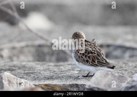 Rothalsstint (Calidris ruficollis) Sommerfedern in Japan Stockfoto