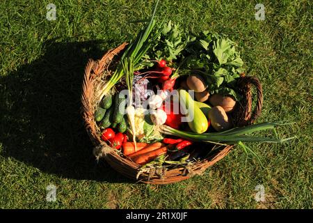 Verschiedene frische, reife Gemüse in Korb auf grünem Gras, Draufsicht Stockfoto