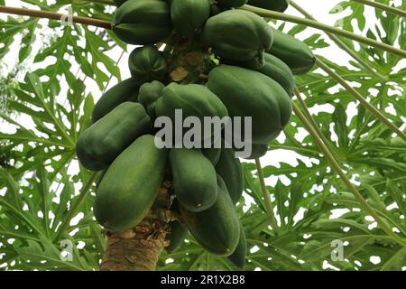 Unreife Papaya-Früchte wachsen auf Bäumen im Freien, Nahaufnahme Stockfoto