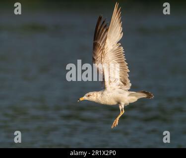 Eine Ringelmöwe im Flug Stockfoto