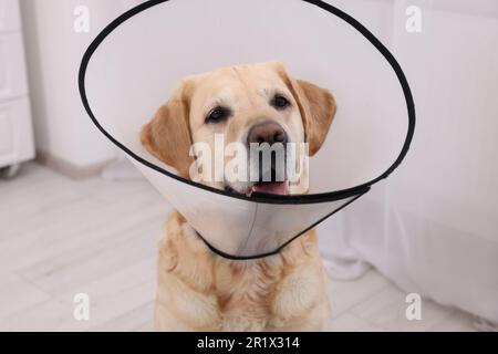 Süßer Labrador Retriever mit schützendem Kragen zu Hause Stockfoto