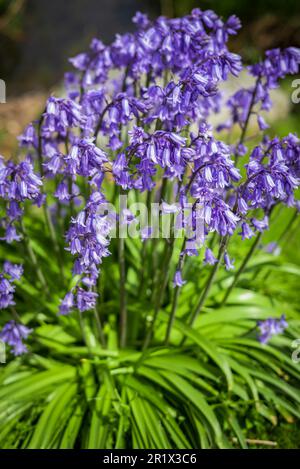 Bule Spanische Blaue Blume Hyacinthoides hispanica Blüten. Hübsche lila spanische Blauglanzblumen im Frühlingsgarten. Niemand, selektiver Fokus Stockfoto