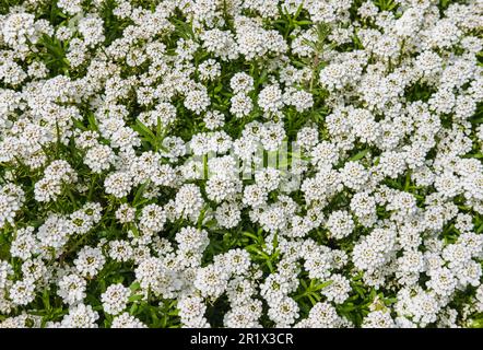 Weiße Blüten der Evergreen Candytuft Iberis sempervirens. Wunderschöner Sommerhintergrund mit weißen Blumen. Niemand, selektiver Fokus, Draufsicht Stockfoto