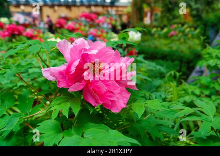 Blühende Pfingstrosen mit pinkfarbenen und weißen Blütenblättern. Im Garten. Blühende Schönheit: Die lebendigen Farben der Pfingstsaison einfangen. Sun-Link-Sea Stockfoto