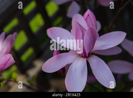 Nahaufnahme einer rosa Tulpenmagnolienblüte, Magnolia liliflora. Leuchtend blühende rosafarbene Blume, die im Frühjahr g auf dem Zweig des Strauchs von Magnolia campbellii wächst Stockfoto