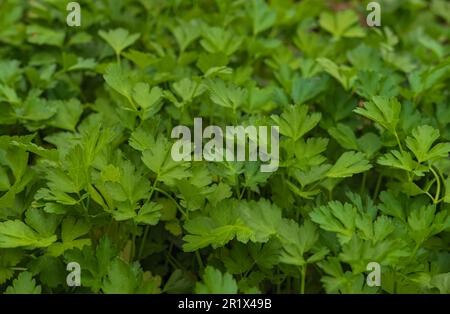 Frische Petersilienblätter wachsen im Garten. Flache Petersilie Petroselinum Crispum. Grüner Hintergrund mit Petersilienblättern, Nahaufnahme von oben, weicher Fokus Stockfoto