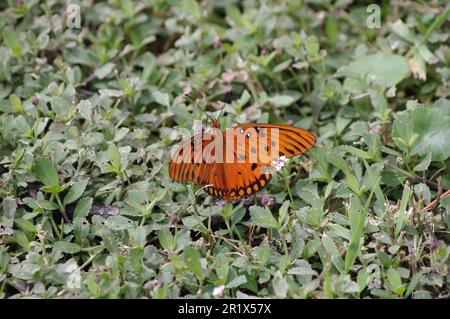 Orangefarbener gefleckter Schmetterling, der auf dem Frühlingsgrün hängt Stockfoto