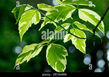 Ahornholz aus Asche hinterlässt Acer negundo „Variegatum“ Boxelder Stockfoto