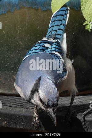 Ein Bluejay kommt an Deck an Stockfoto