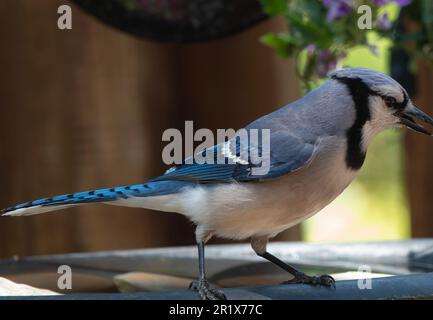 Ein Bluejay kommt an Deck an Stockfoto