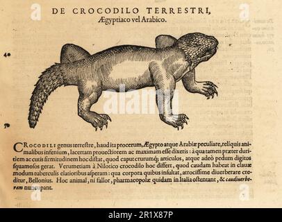 Krokodilspezies, möglicherweise das Räuberkrokodil, Crocodylus palustris, vom Iran nach Indien. Ein fantasievolles Bild einer Chimäre. De Crocodilo Terrestri, Aegyptico vel Arabico. Holzschnitt-Gravur nach einer Illustration von Lucas Schan und Conrad Gessner aus Conrad Gessner's Historiae Animalium, De Quadrupedibus Oviparis, (Naturgeschichte der Tiere: Oviparöse Vierlinge), Frankfurt, Wechel für Cambier, 1586. Stockfoto