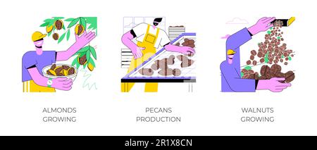 Anbau von Nüssen isolierte Cartoon-Vektorbilder. Bauern, die Mandeln vom Baum pflücken, Pekannüsse erzeugen, Walnussfarm, verarbeitende Industrie in landwirtschaftlichen Vektorgrafiken. Stock Vektor