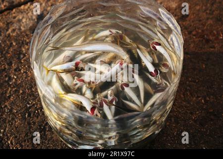 Rohe Bastardmakrele im Fischkorb nach dem Fang in Istanbul, Türkei. Stockfoto