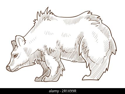 Isolierte Skizze eines Grizzlybären, wilder Waldraubtier Stock Vektor
