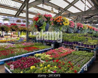 Frühlingsblume und Pflanzenmarkt Stockfoto