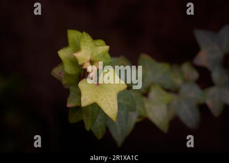 Nahaufnahme der englischen Efeu-Pflanze, hedera Helix, Kletterpflanze mit attraktiven, glänzenden und dunkelgrünen Blättern, Weinrebe, die in europa und asien heimisch ist Stockfoto