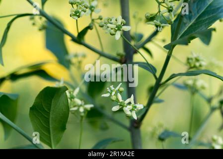 Euonymus europaeus, gewöhnliche Spindelfederblüten, verschlossen selektiver Fokus Stockfoto