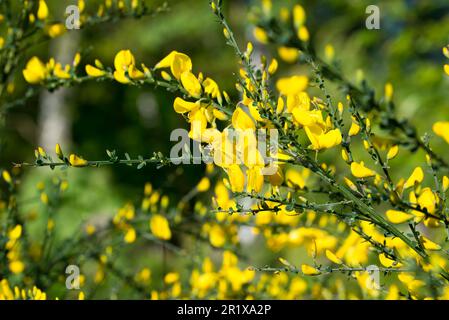 Cytisus scoparius, gewöhnlicher Besen, Frühlingsblumen, aufgeschlossen, selektiver Fokus Stockfoto