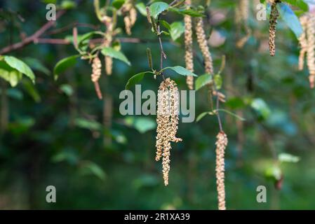 Frühlingsbirkenblüten auf Zweigverschlüsse im selektiven Fokus Stockfoto